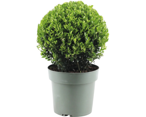 Cesmína vroubkovaná koule FloraSelf Ilex crenata 'Jenny' průměr cca 25 cm květináč 4 l