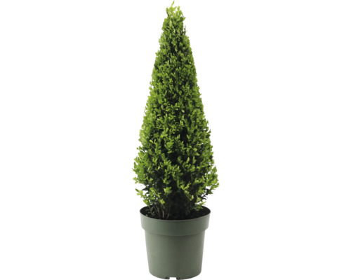 Cesmína vroubkovaná pyramida FloraSelf Ilex crenata 'Jenny' průměr cca 55 cm květináč 4 l