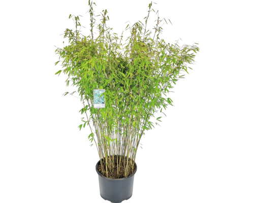Bambus trsnatý černá perla Fargesia nitida Black Pearl 125-150 cm květináč 30 l Bambus v květináči