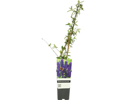 Motýlí keř, komule Davidova FloraSelf Buddleja davidii květináč 2 l