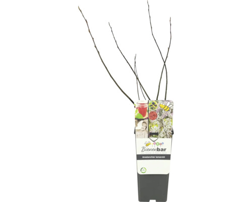 Muchovník Lamarckův FloraSelf Amelanchier lamarckii květináč 2 l