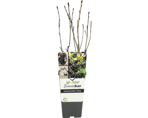 Temnoplodec FloraSelf Bio Aronia prunifolia 'Viking' květináč 2 l