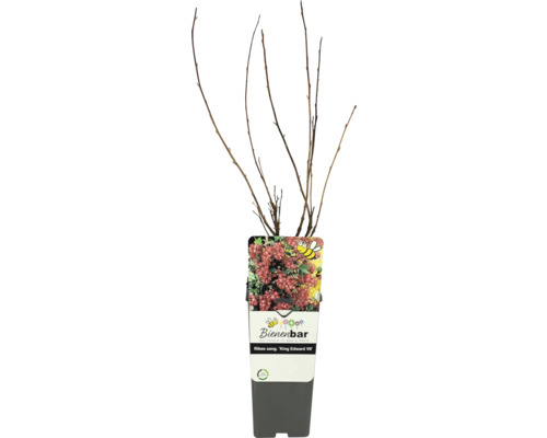 Meruzalka krvavá FloraSelf Ribes sanguineum 'King Edward VII' květináč 2 l