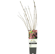 Vajgélie FloraSelf Weigelia 'Red Prince' květináč 2 l