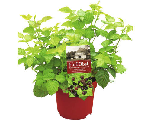 Ostružina Boysen BIO Hof:Obst Rubus 'Thornless Boysenberry' 30-40 cm květináč 3,4 l