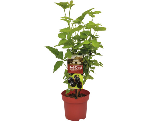 Ostružina BIO beztrnná Hof:Obst Rubus fruticosus Navaho® 'Bigandearly'® výška 30-40 cm květináč 3,4 l velmi aromatická