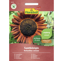 Balíček semen Slunečnice Samtkönigin Helianthus annuus