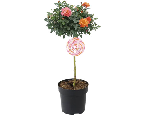Růže záhonová na kmínku FloraSelf Rosa 'Sugar Candy' výška kmene 40 cm květináč 3,5 l