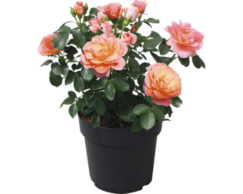Růže záhonová FloraSelf Rosa 'Sugar Candy' květináč 3,5 l