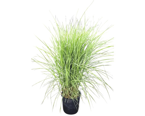 Ozdobnice čínská XXL FloraSelf Miscanthus sinensis 'Malá fontána' květináč 18 l Tráva v květináči pro venkovní použití
