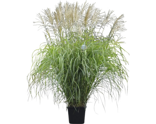 Okrasná tráva v květináči