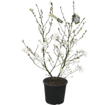 Magnolie v květináči s bílými květy