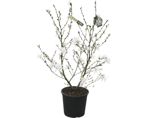 Magnolie v květináči s bílými květy