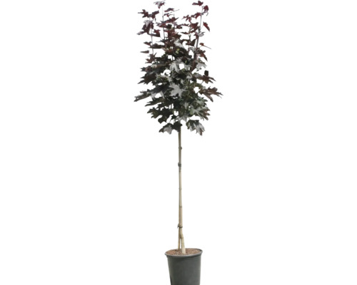 Javor mléč 'Crimson Sentry' XXL FloraSelf polokmen Acer platanoides 'Crimson Sentry' květináč 18 l