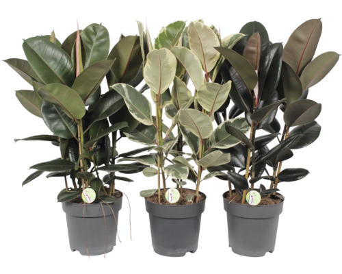 Fíkus, gumovník mix FloraSelf Ficus elastica výška cca 100 cm květináč Ø 27 cm 1 ks, různé druhy