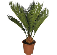 Cykas japonský FloraSelf Cycas revoluta výška cca 45 cm květináč Ø 12 cm