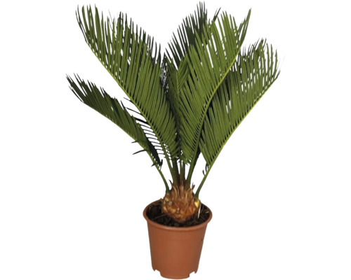 Cykas japonský FloraSelf Cycas revoluta výška cca 45 cm květináč Ø 12 cm