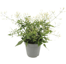 Jasmín mnohokvětý FloraSelf Jasminum polyanthum květináč Ø 12 cm