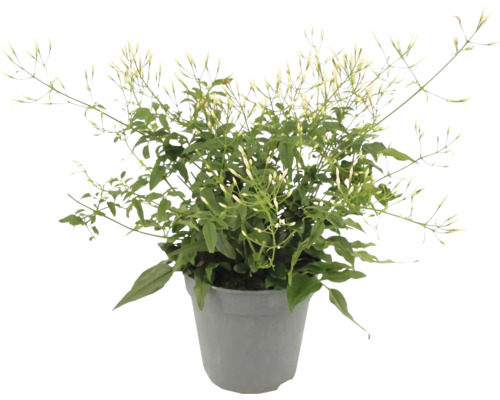 Jasminum Pestovani V Kvetinaci (bohaté kvetení, drenážními otvory, jasmínu květináči) Jasminum Pestovani V Kvetinaci