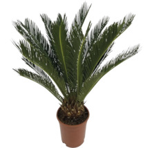 Zamioculcas v květináči