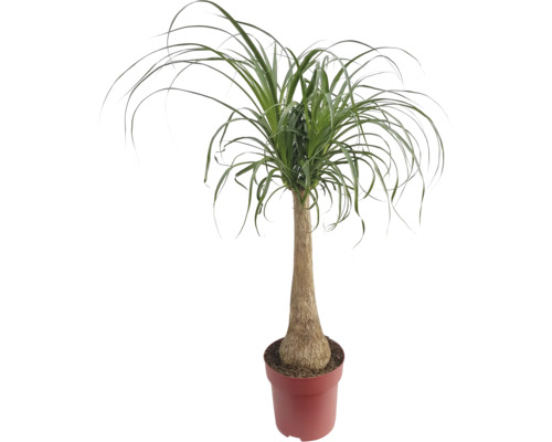 Sloní noha kmen FloraSelf Beaucarnea recurvata výška cca 100 cm květináč Ø 27 cm Sloní noha v květináči jako pokojová rostlina