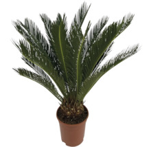 Cykas japonský FloraSelf Cycas revoluta výška cca 60 cm květináč Ø 17 cm