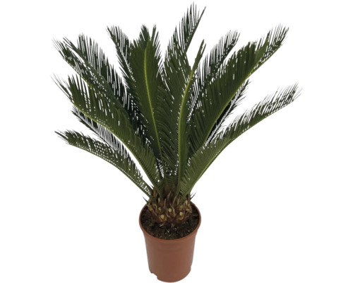 Cykas japonský FloraSelf Cycas revoluta výška cca 60 cm květináč Ø 17 cm