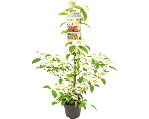 Kalina ''Limelight'' v květináči s etiketou rostliny