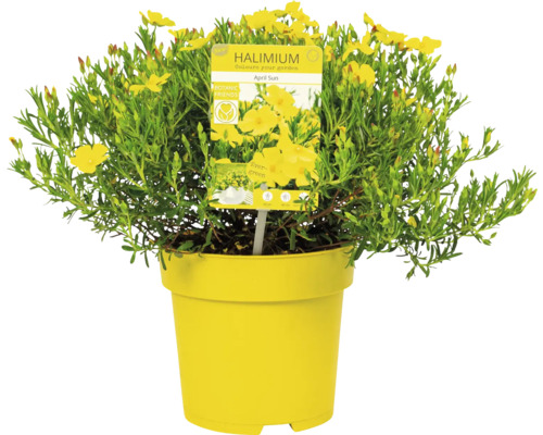 Halimium April Sun v žlutém květináči