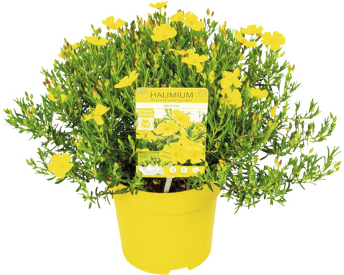 Halimium April Sun keř v květináči