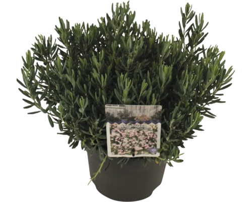 Kyhanka sivolistá v květináči