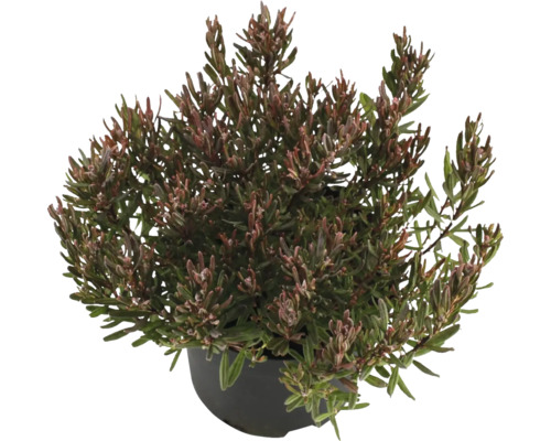 Kyhanka sivolistá v květináči pro zahradu