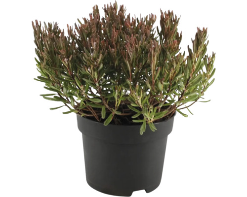 Vřesovec v květináči