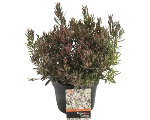 Kyhanka sivolistá v květináči