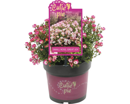 Růže miniaturní FloraSelf Rosa 'Cutie Pie' květináč 2 l zakrslá odrůda, beztrnná Květináčová růže Cutie Pie v květináči