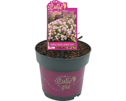 Růže Cutie Pie v květináči