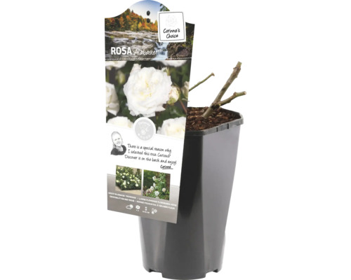 Růže Alabaster v květináči
