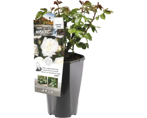 Růže Alabaster v květináči