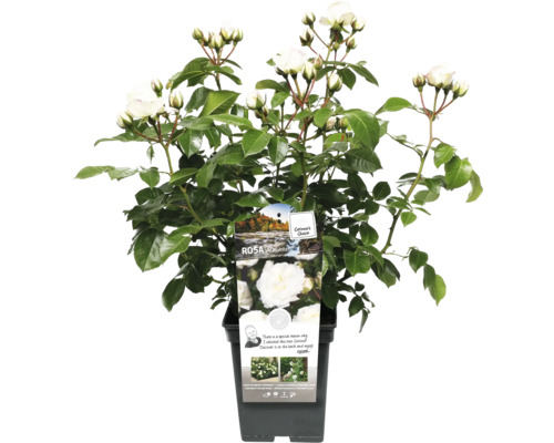 Bílá růže v květináči