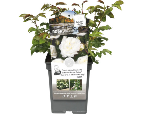 Růže Alabaster v květináči