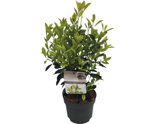 Brslen japonský v květináči