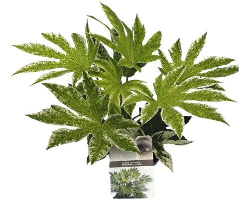 Pokojová rostlina Fatsia Japonica se skvrnitými listy