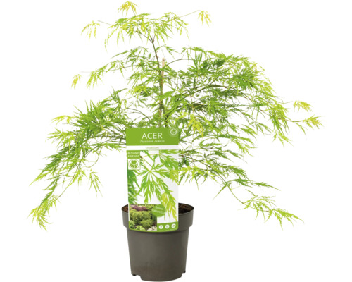 Japonský javor v květináči