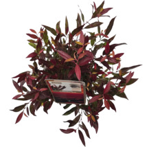 Leukothoe FloraSelf Leucothoe 'Simsalabim' květináč 2 l