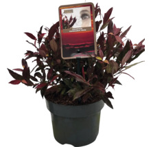 Leukothoe FloraSelf Leucothoe 'Simsalabim' květináč 2 l