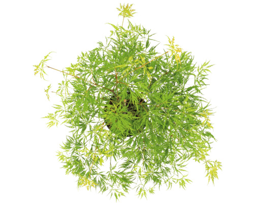 Japonský javor v květináči se zelenými listy, pohled shora.