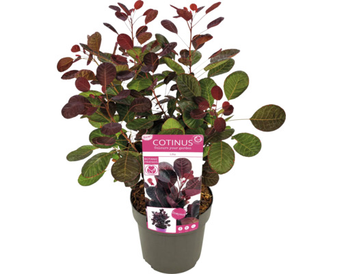 Škumpa vlasatá v květináči