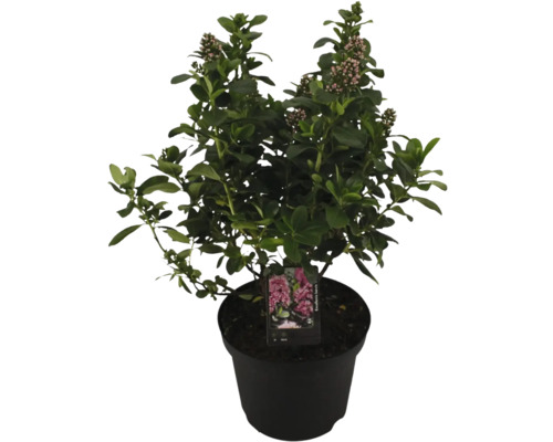 Zábluda FloraSelf Escallonia ‘Pink Elle‘ 20-20 cm květináč 2 l