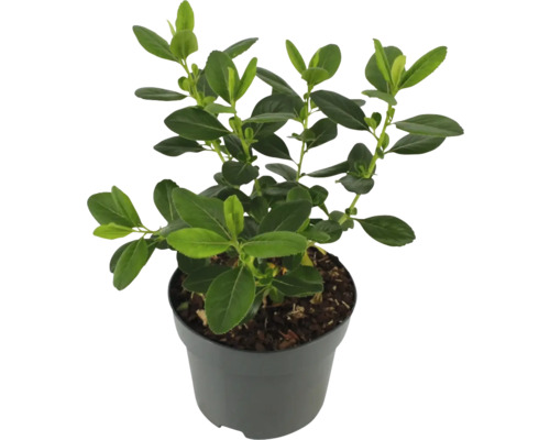 Buxus v květináči se zelenými listy.