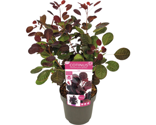 Škumpa vlasatá v květináči